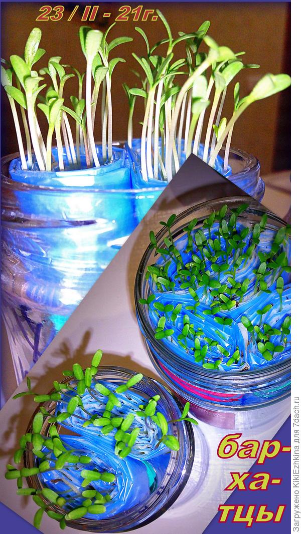 Как же эти незатейливые  росточки греют душу!