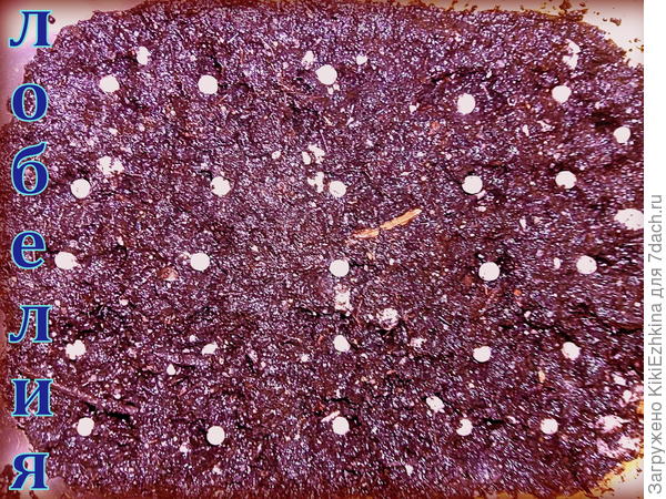 Любопытно будет посмотреть  и на ваши посевы Лобелии...