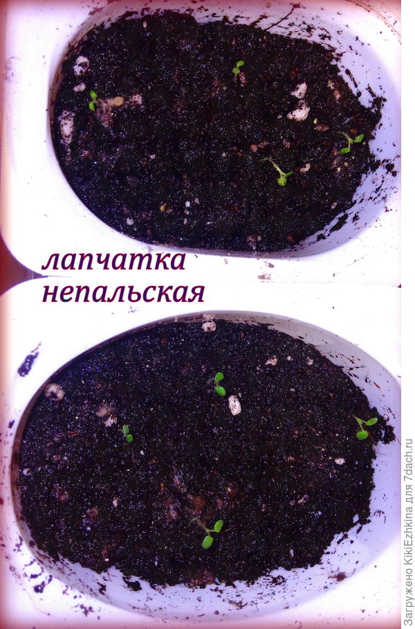 Очень маленькие, но  пришлось их распикировать... Севершенно не знаю как правильно  должно   поступать с этой  лапчаткой ?