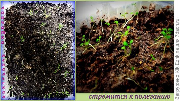 оставшиеся росточки , ожидающие пикировки...