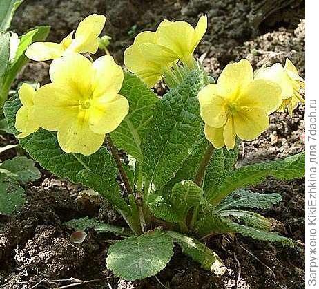 рыхлая гофрированная  поверхность листа - усматриваю сходство...