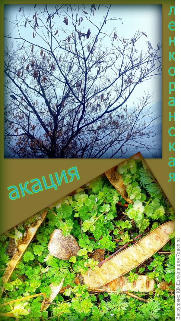 Я ленкоранскую красавицу видела только летом в период цветения,когда мимо её розовых пушистиков мимо пройти невозможно. Стволы я не разглядывала. Сейчас весной можно внимательнее приглядеться к самому растению, а не только  к его  цветочкаам. Полагаете это именно ленкоранская акация, ведь у нас  в  Крыму обитает много разных видов  растений со стручками...