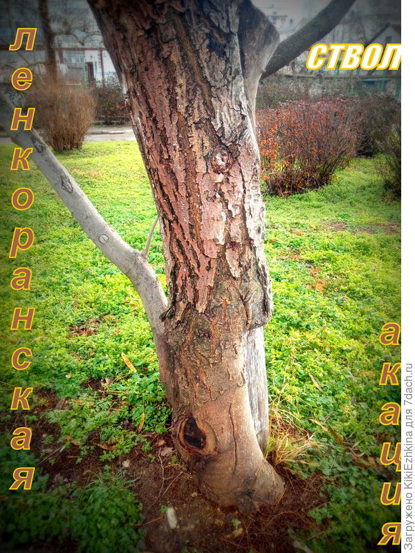 Очень  разнообразный вид и коры  на  стволе   дерева  и  ветвей...