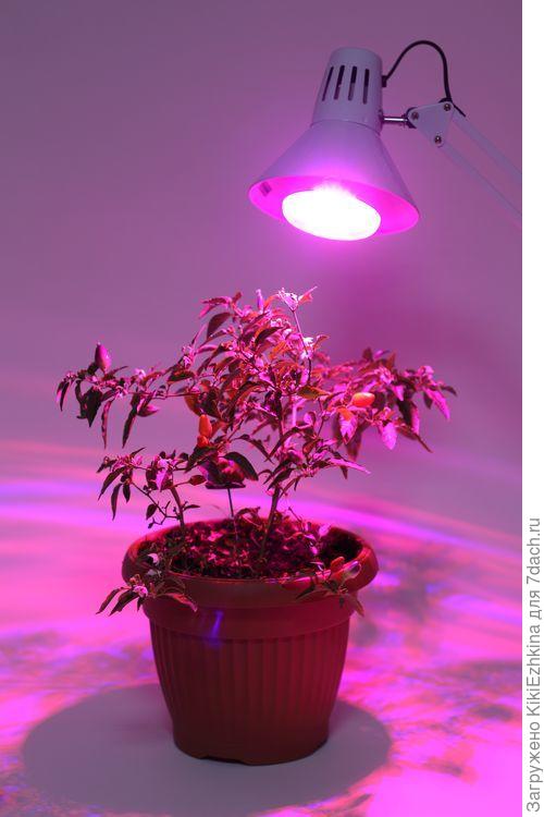 Похоже,что  такую эру я  смогу вкрутить в  свою настольную лампу...  надо только к  цоколю присмотреться...