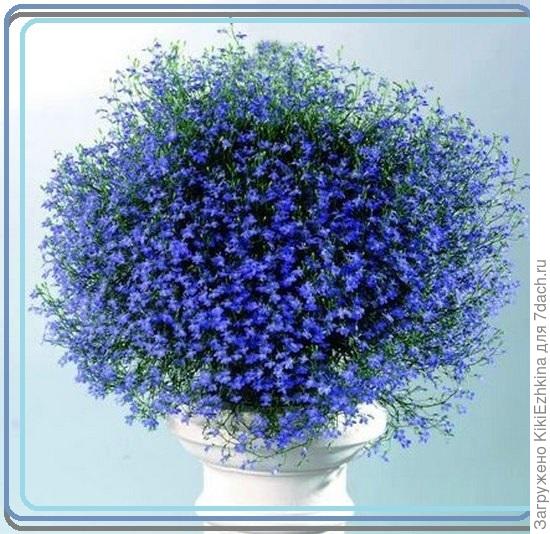 лобелия из семян