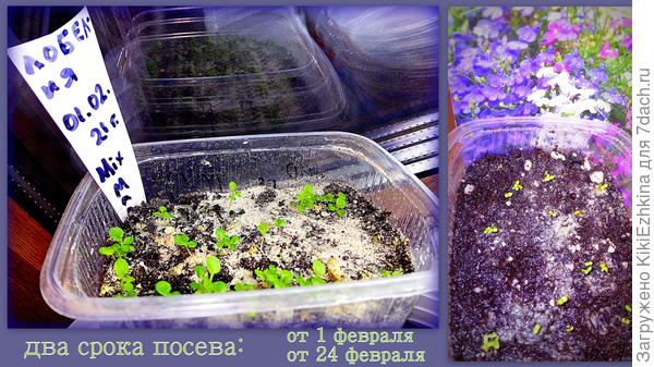 Всходить лобелия- всходит, однако  растёт очень медленно!