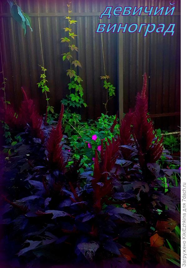 В основном весь виноград  пока  подрастает...