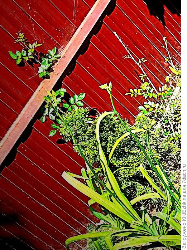 вот  моя  плетистая  роза ,выращенная  из черенка... Жду в  лето 21  года - зацветёт...