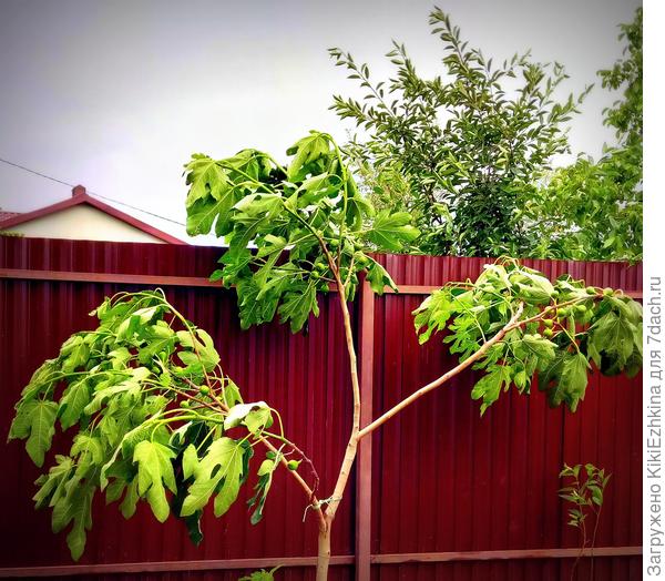 К верхнему  перекрестью-вполне  можно было бы  подвесить эту бутыльную гусеничку...
