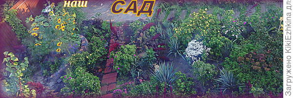 Чаще  поливаю вечерами (ежедневно)