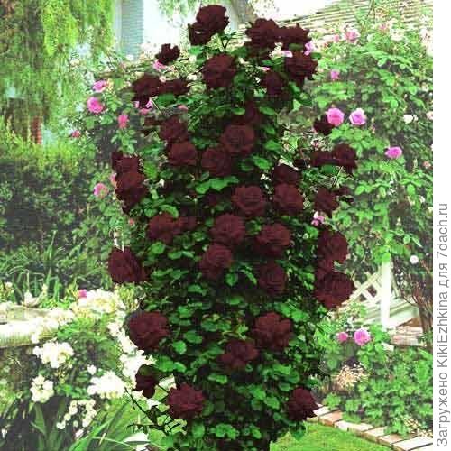 Вполне  не  ядовитое растение!