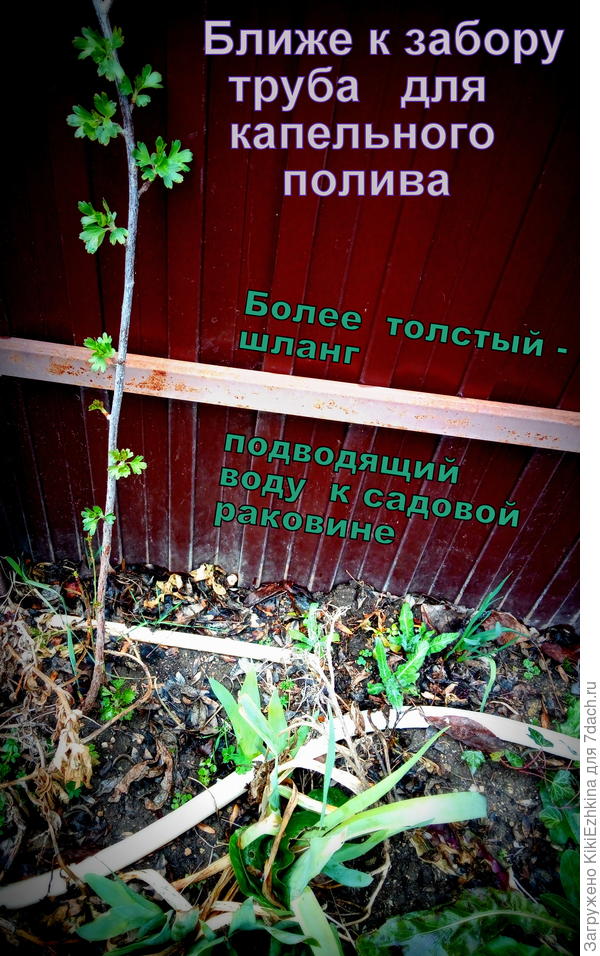 Огород  ещё  не расчищен от погибших зимой растений, выглядит неприглядно, но  шланги  пришлось срочно сфотать! :)