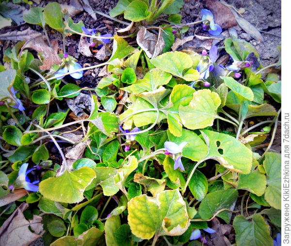 Массовое  цветение  фиалки лицезреть уже  можно а  первые    цветочки  все  были  собраны  в букеты!