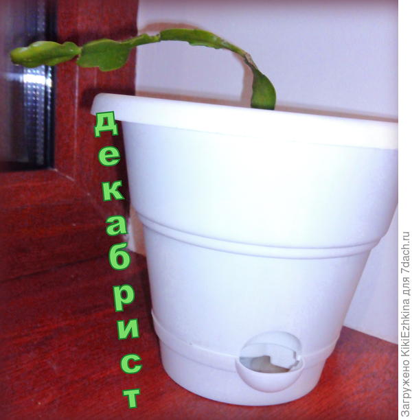 Я обратила внимание,   что прямо изначально,    в  момент посадки мой  росточек оказывается отклонённым от вертикали.  Он так  привык расти у своей  прежне хозяйки. Насколько это нормально для  саженца?  Будет ли он нормально развиваться  из подобного положения?