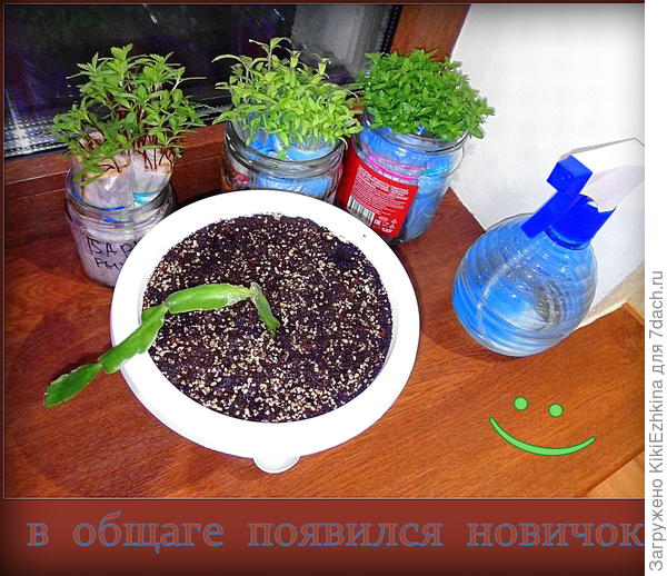 Новосёл  на моём подоконнике (временно). Буду наблюдать за его состоянием...