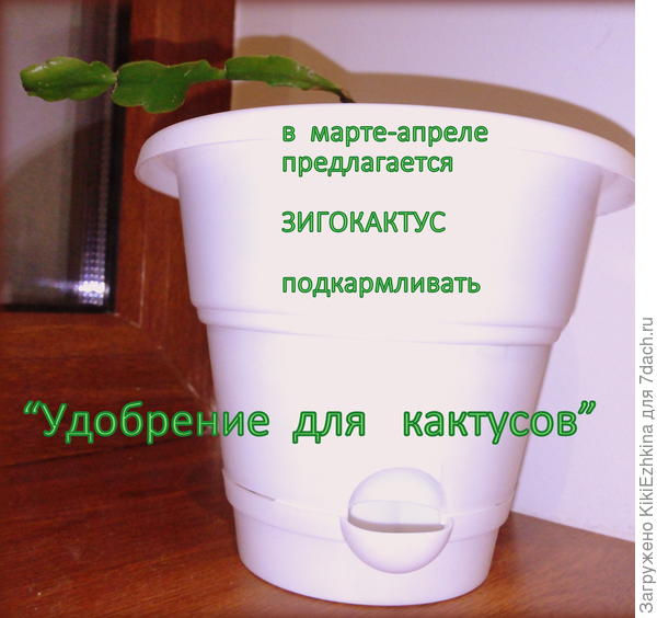 Что вы думаете  про  подкормку сразу  в  момент пересадки?