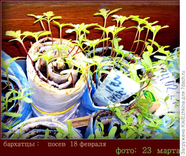 через месяц на подоконнике вот такая рассада...