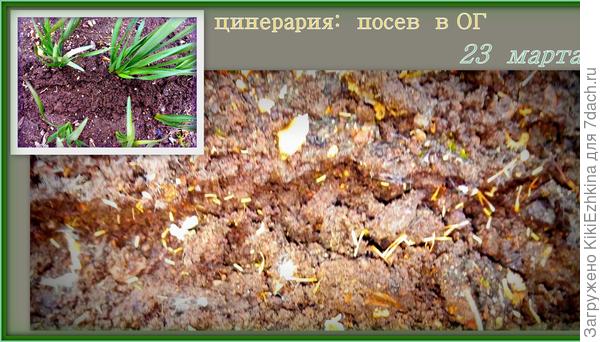цинерария в ОГ
