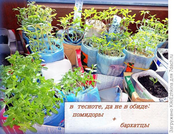 Так  они вырасли за 1 месяц и  5 дней...