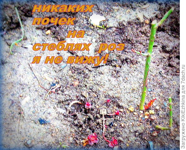 Колючки  вижу, а  почки  не вижу!