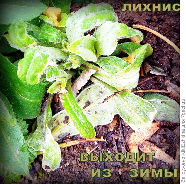 От этих растений  третьего года жизни в моём дворе ожидаю в этом году  пышного цветения. Может пора подкормить?