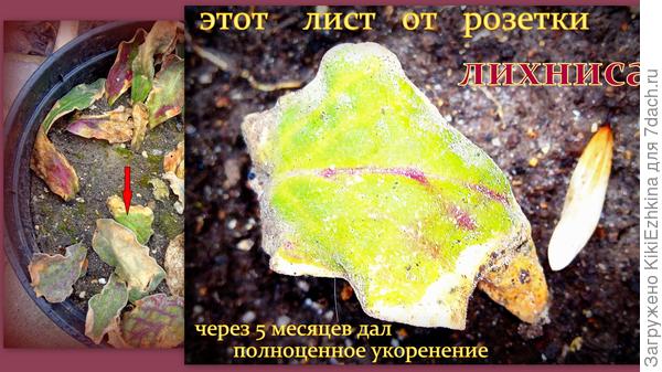Мой собственный  опыт показал- листовое   укоренеие лихниса ВОЗМОЖНО и на практике случилось!