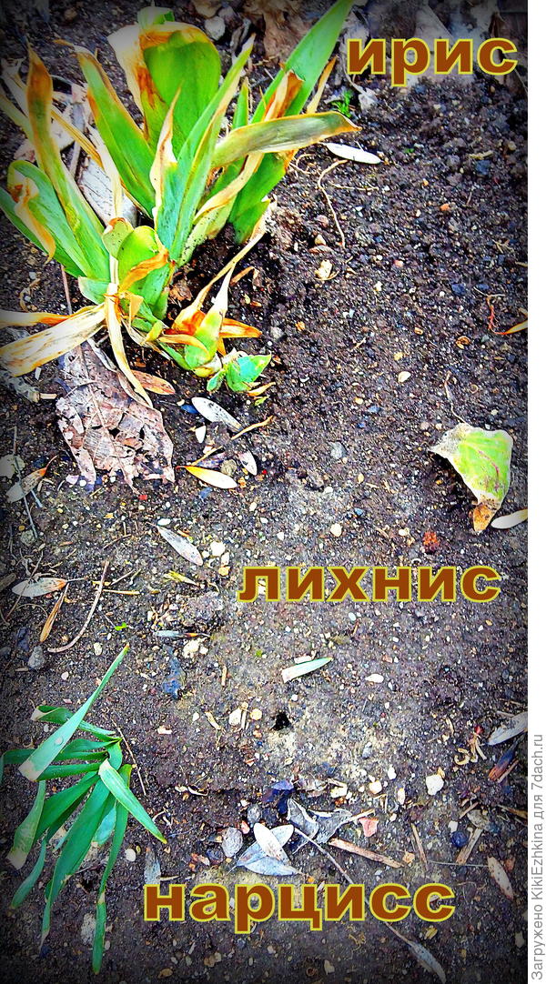 На  свободе-в огороде...  Новичок-лихнис в саду...