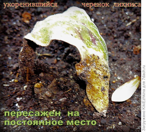 слева  черешок листа,  который  укоренился