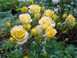 На  мой  взгляд с некоторыми просветами розы  выглядят выигрышнее...