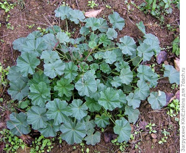 Вот  такие  приблизительно просвирники (поменьше  размером)  я  пыталась  вырыть плоскорезом...