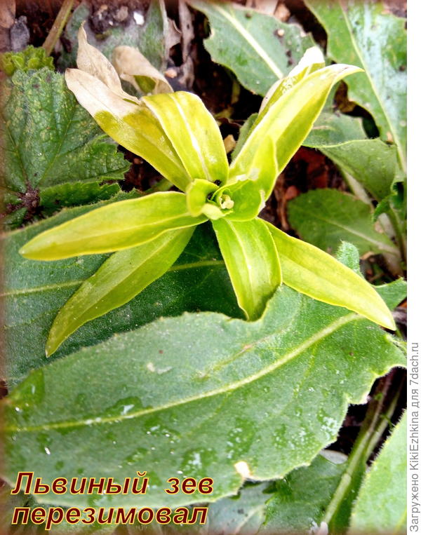 Этот уцелел- на горке-улитке, в объятиях  листьев  наперстянок...