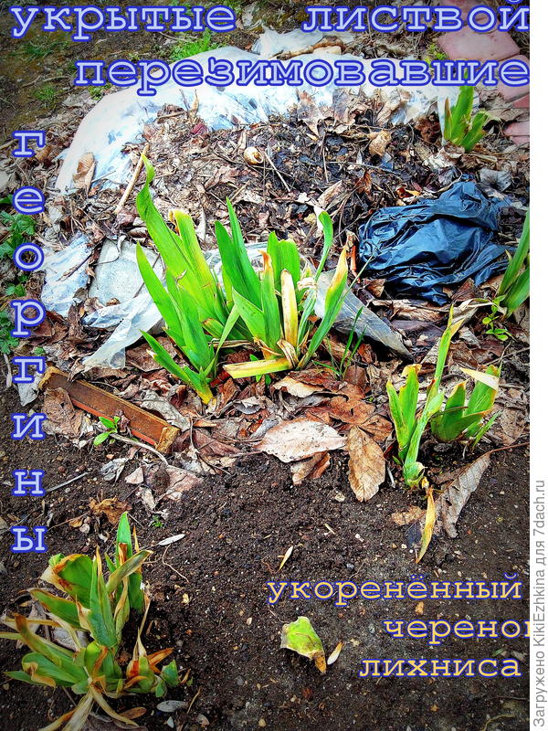 Позорненько, но зима  миновала, скоро буду убирать покрытие  гергин...