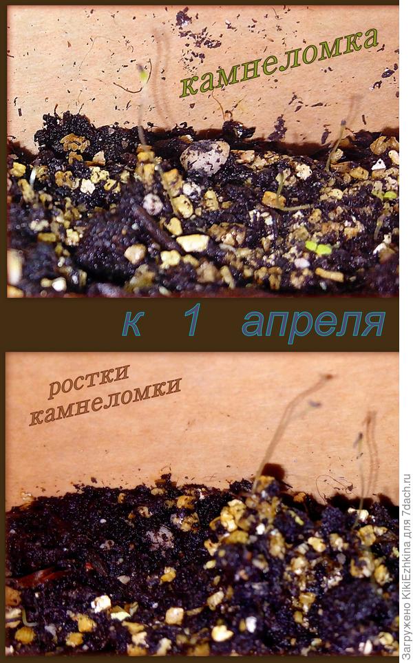 Такой размер помогает рассмотреть только  камера!