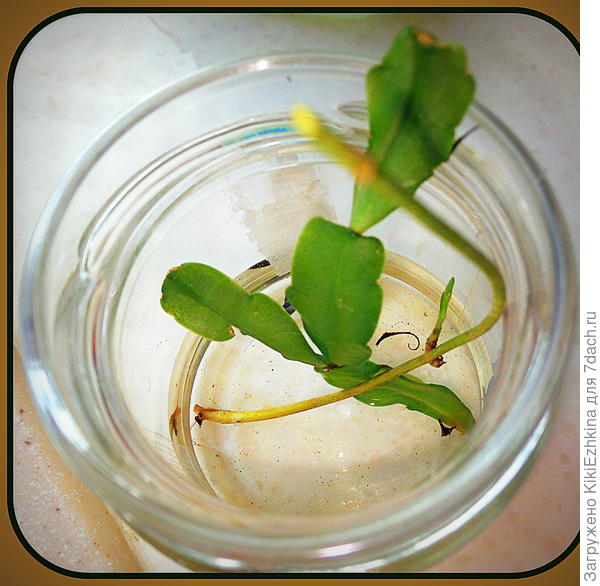 Поставила  росточек в баночку, но окрешков  пока нет...