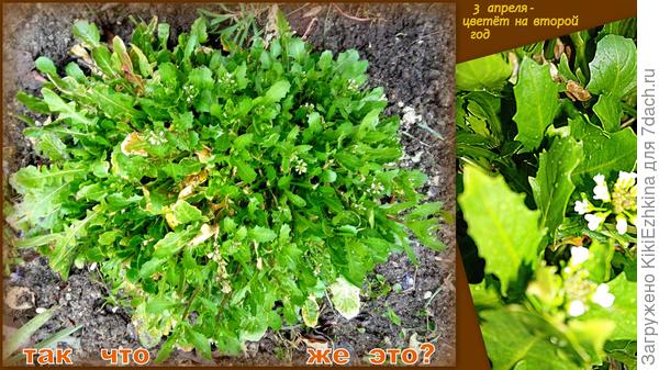 по виду ясно,что это крестоцветные, но по -прежнему не ясно, а кто же это?