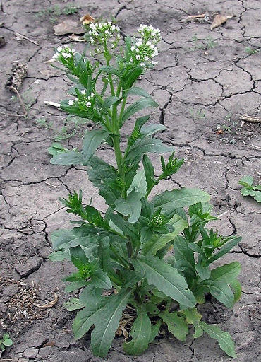 у ярутке как на фото- длинные без вырезов  , а  на фото за нарциссом уж очень резные...