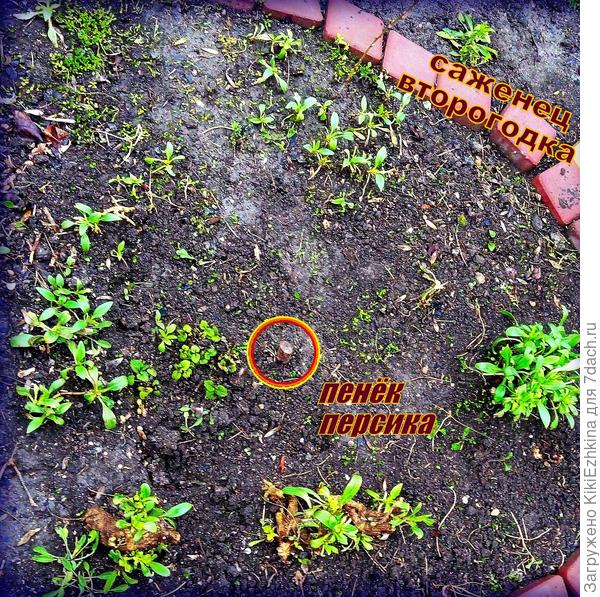 Пришлось срезать когда  погибло всё дерево!