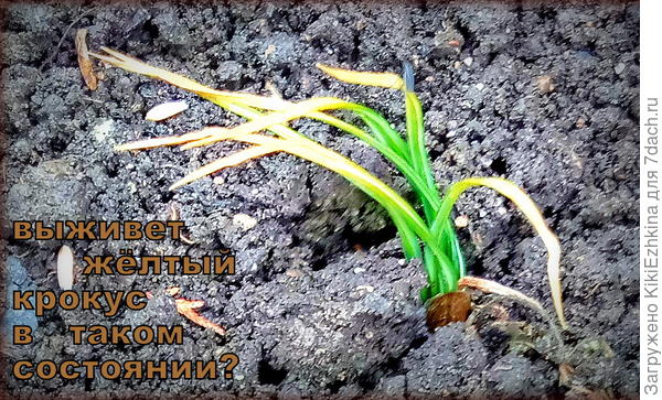 Вовремя не  высадила- теперь переживаю!