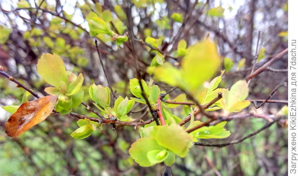 посмотрите на  цвет листиков  по  краю:  рыжеватые...