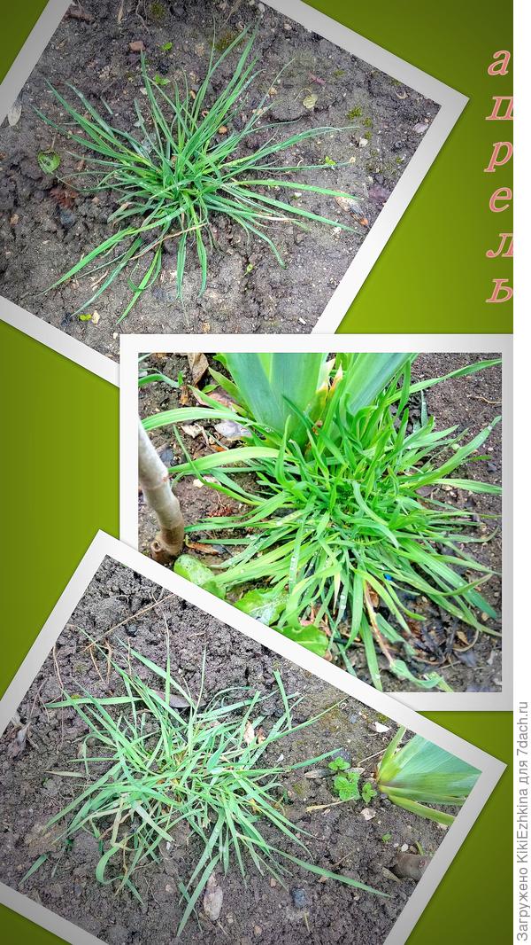 любуюсь и плачу... где взять настоящую овсяницу?