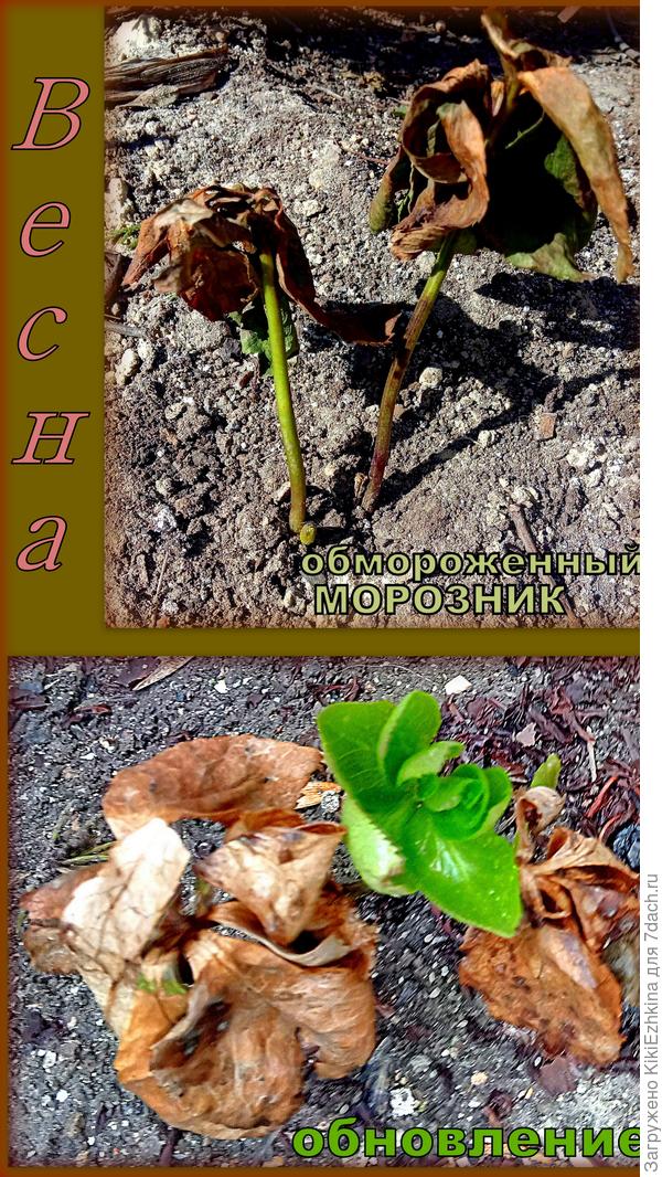 Как  видите  столь зелёные в январе листья абсолютно  к середине марта  усохли, а в начале апреля  к 4  числу- уже новые  попёрли в рост!