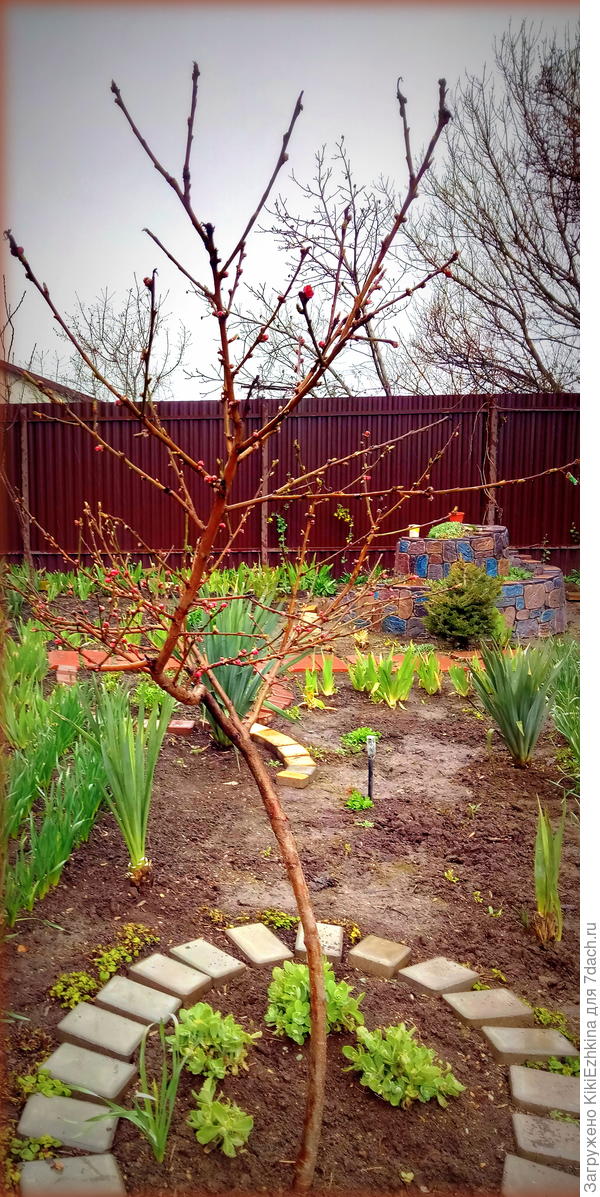 Постепенно умнееем, на своих ошибках учимся, в этом году  наверное придётся опрыскать от  плесеней...