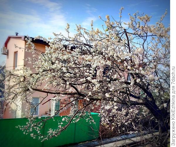 Думаю, это алыча жёлтенькая  цветёт...