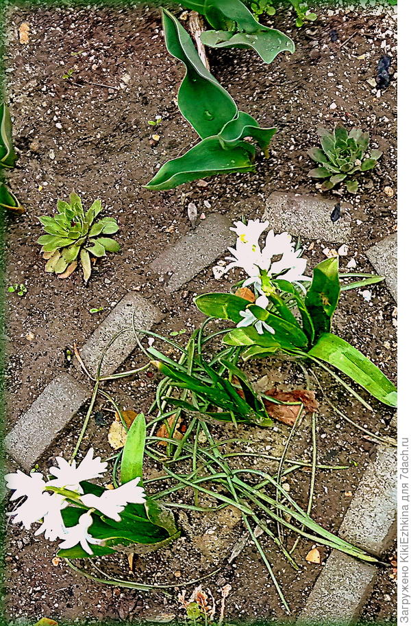 Под белыми  гиацинтами  проросли длинные  узкие листья каких-то цветов...  Что это может быть?