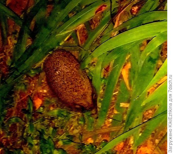 Правда  в садике  жил ещё и  этот абориген.  При расчистке и прополке  ирисов, я  среди корней  обнаружила  гнездо ёжика из листьев, в котором он спал  днём  и уходил на зимовку...