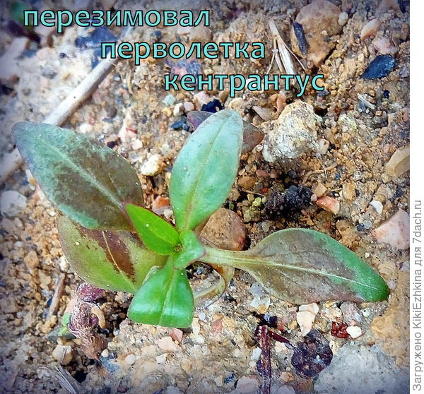 Я  молодую  поросль наблюдала  впервые, и как раз им досталась бесснежная зима,которая при трёх днях заморозков  всё  сожгла,что смогла...