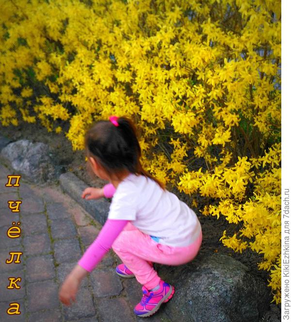 целая стена высотой в рост человека...  спокойно зимует без укрытия вообще