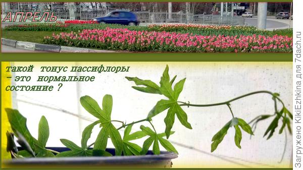 И снова  меня волнует вопрос о  вялости  этой  лианы...