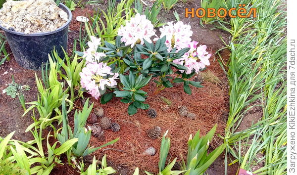 Наш  рисковый  рододендрон... Посмотрим  как  он  переживёт  такую  пересадку...