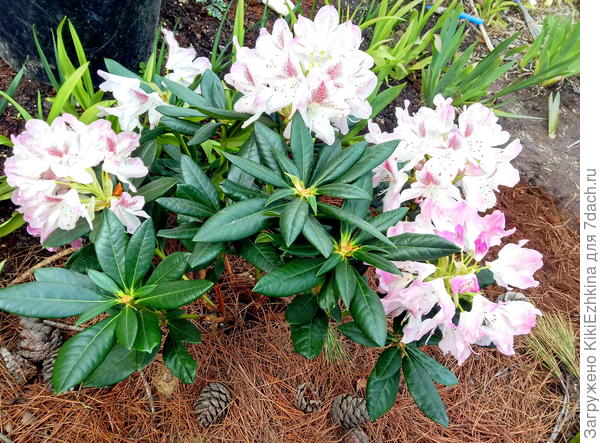 Добавила и   вниз ямы  и  сверху  замульчировала  хвоей и  шишками...